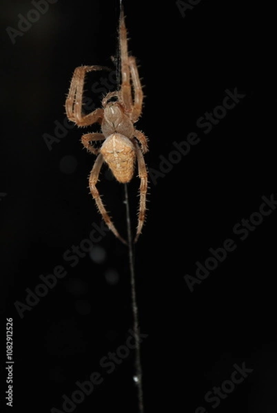 Obraz spider on the web