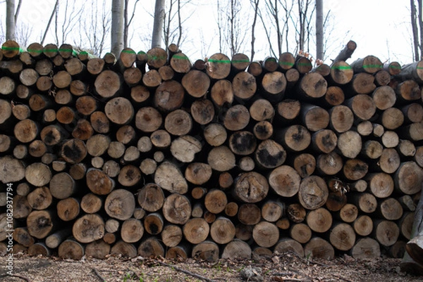 Fototapeta felling of the forest, wood for fireplace