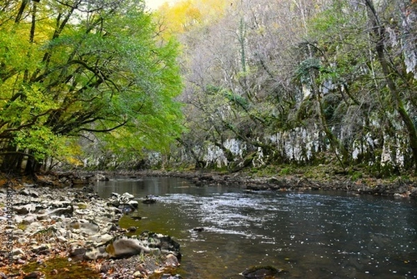Fototapeta Reka river canyon in fall green foliage and leafless trees in Primorska, Slovenia