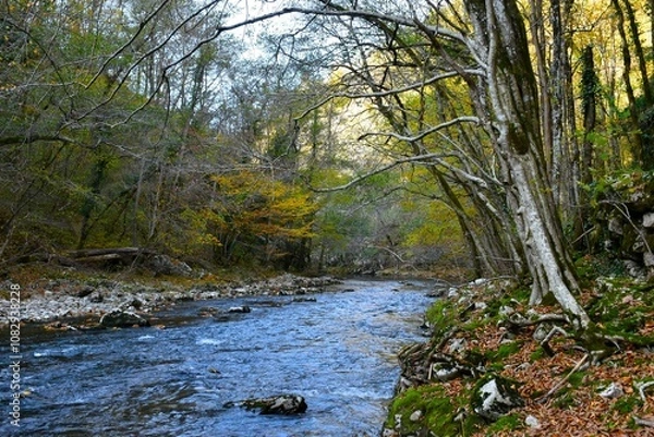 Fototapeta Reka river with autumn yellow colored foliage above in Primorska, Slovenia