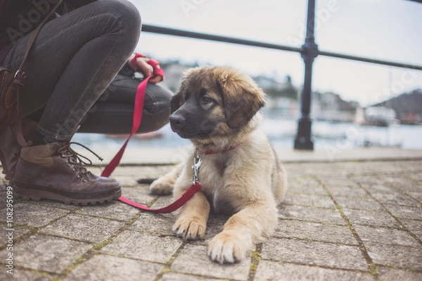 Obraz Leonberger puppy and owner by harbour
