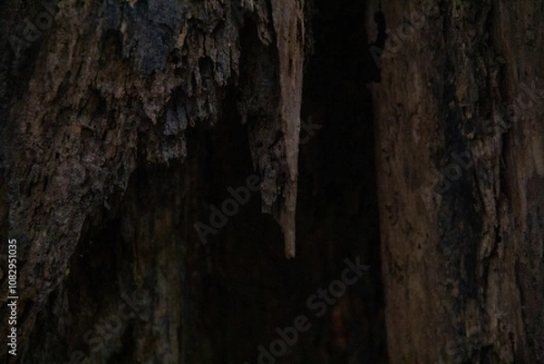 Fototapeta Tree Cave/Rotting Tree