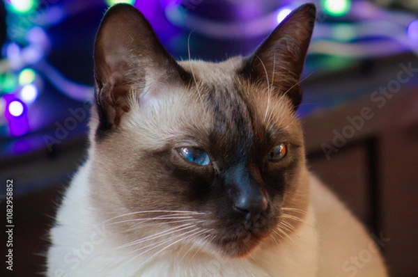 Obraz Portrait of a Siamese cat. Black and white cat with emotions in the house