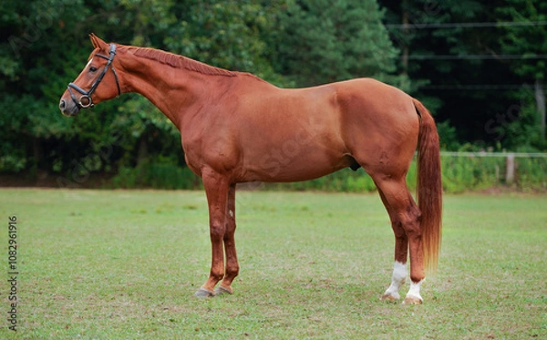 Fototapeta horse conformation shot one chestnut horse wearing english bridle standing in field paddock or pen for conformation photo brown hair mane tail and coat and two white socks green grass and trees behind