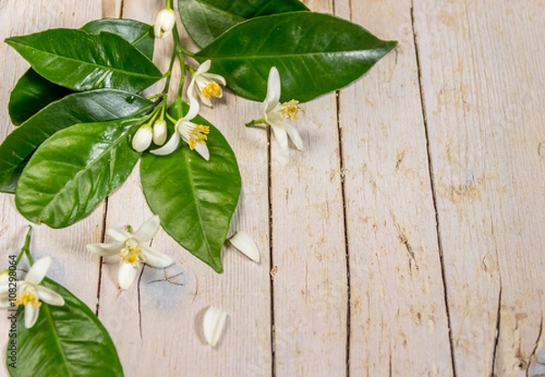 Obraz Цветущая ветка лимонного дерева на деревянном фоне