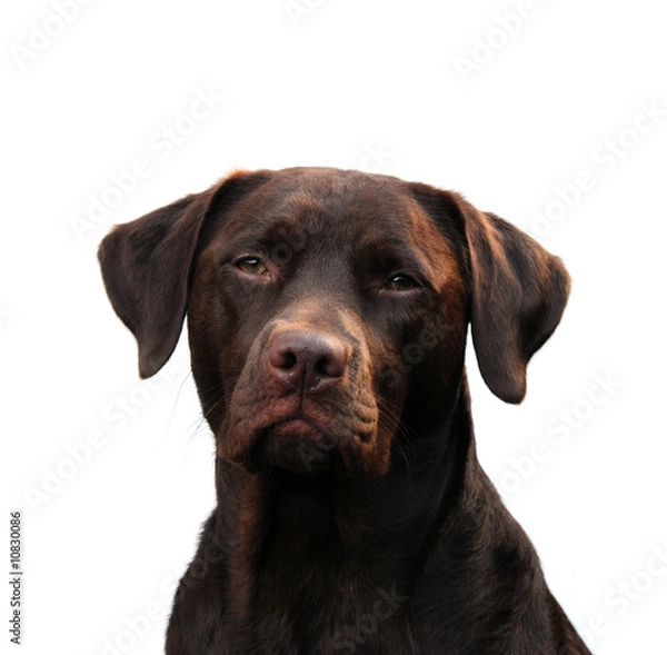 Fototapeta labrador retriever