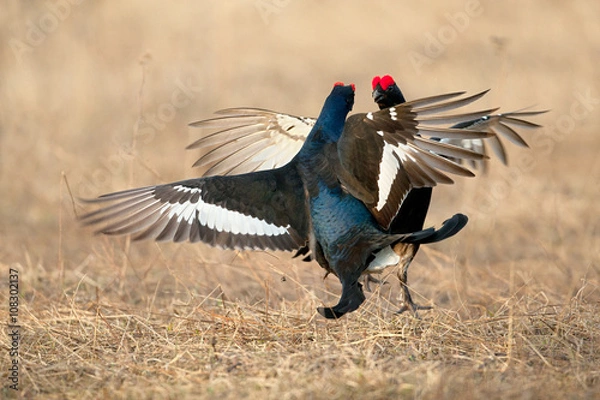 Obraz Black Grouse Fight Back