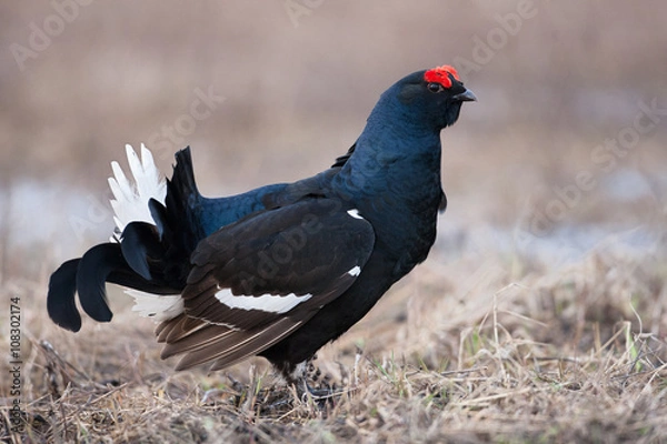 Obraz Black grouse (Tetrao tetrix)