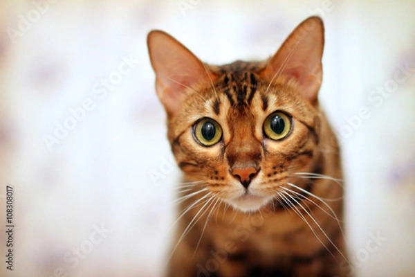 Fototapeta Bengal cat