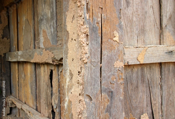 Obraz Termite damage wooden wall