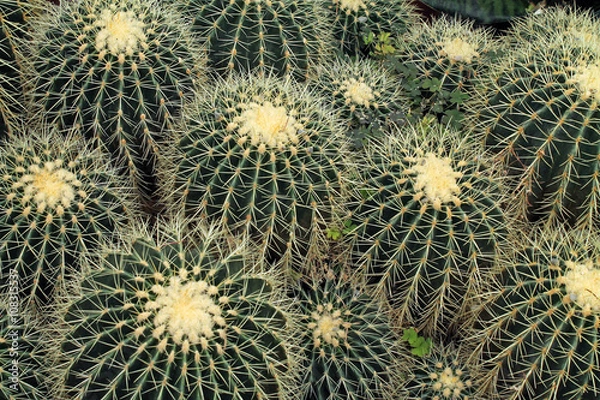 Fototapeta Looking Down at a Collection of Barrel Cactus
