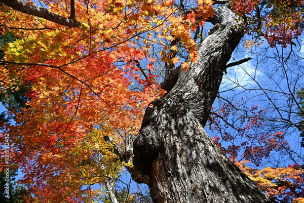 Obraz 栃木県日光市湯西川の平家の里にあるご神木と鮮やかな色をした紅葉と青空