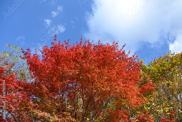 Obraz 鮮やかな赤色をした紅葉と青空と雲の風景
