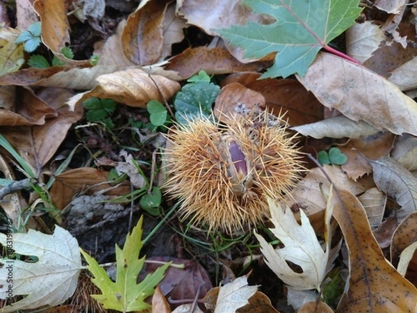 Fototapeta The sweet chestnut (Castanea sativa), also known as the Spanish chestnut or just chestnut, spiny husk with brownish nut