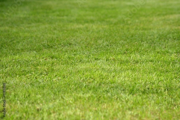 Obraz green grass texture