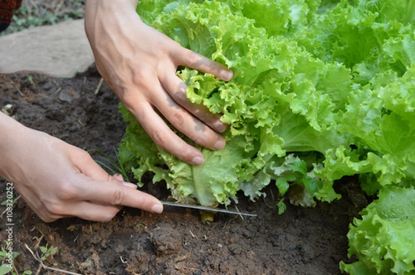 Fototapeta Cutting lettuce