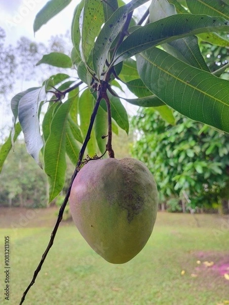 Fototapeta green apple tree
