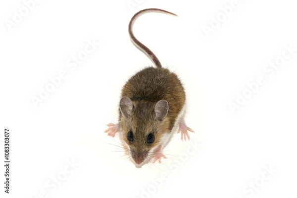 Obraz white-footed mouse (Peromyscus leucopus) on white background