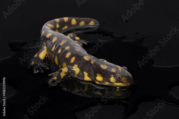 Obraz Tiger Salamander (Ambystoma tigrinum) on Black Background