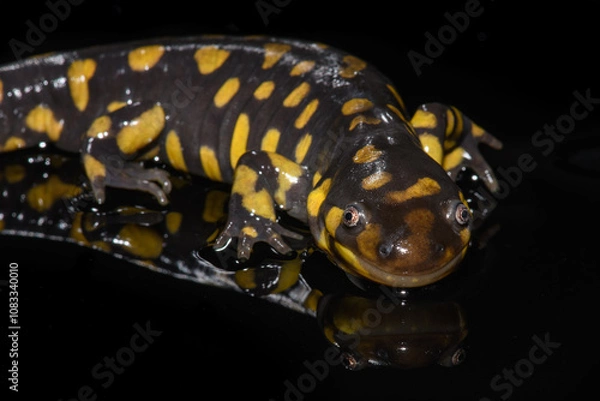 Obraz Tiger Salamander (Ambystoma tigrinum) on Black Background