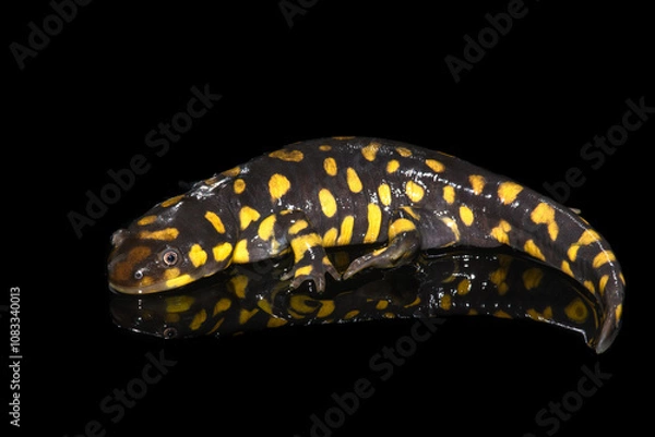 Obraz Tiger Salamander (Ambystoma tigrinum) on Black Background