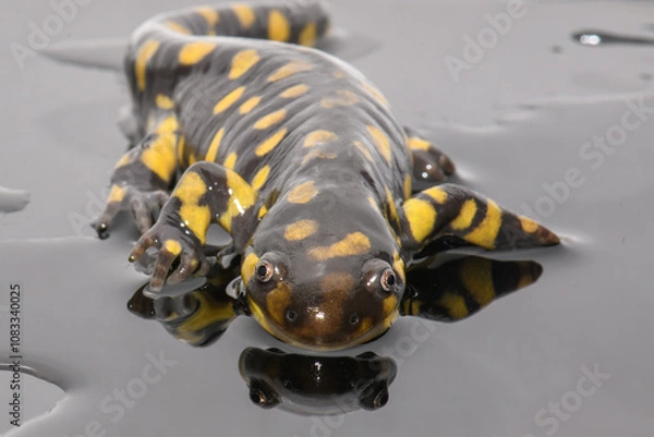 Obraz Tiger Salamander (Ambystoma tigrinum) on Black Background