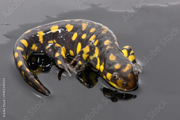 Obraz Tiger Salamander (Ambystoma tigrinum) on Black Background
