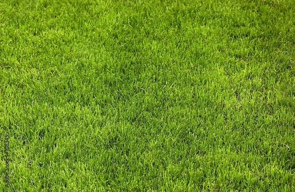 Obraz rasenfläche