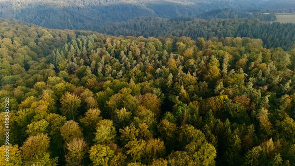 Fototapeta An enchanting aerial view of a dense forest bathed in soft, golden sunlight drone view