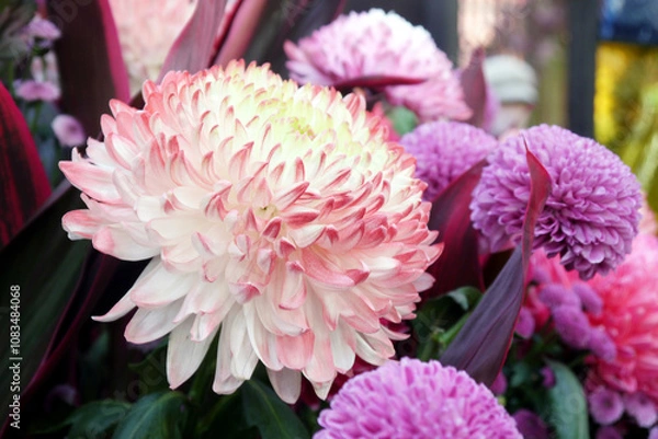 Fototapeta Bonsai art based on chrysanthemums in red colors.