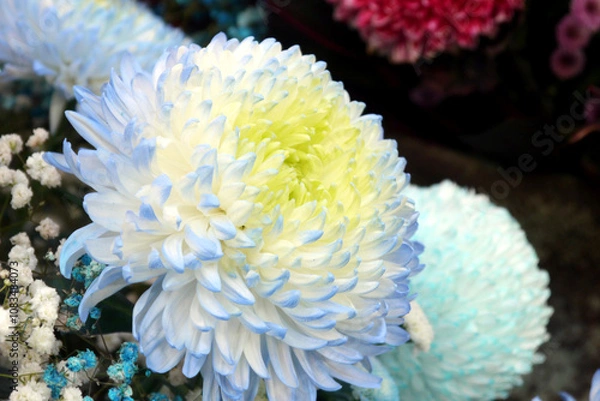 Fototapeta The petals are pale blue chrysanthemums. It is made of white chrysanthemum by using the siphon principle to absorb dyes and make it into colorful.