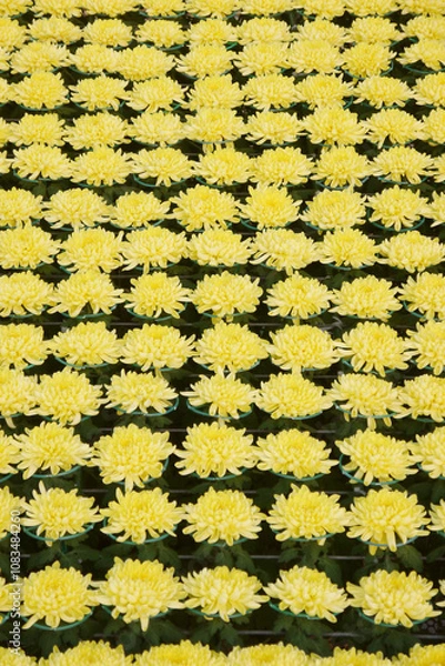 Fototapeta Yellow chrysanthemums, autumn flowers. Chrysanthemum also known as florist's daisy and hardy garden mum, or in China juhua is a species of perennial plant from family Asteraceae.