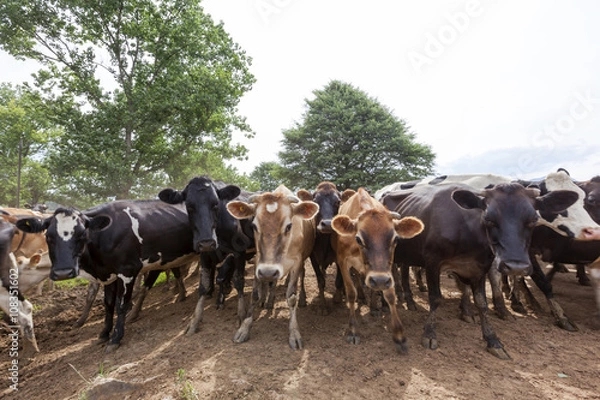 Obraz Cows standing together