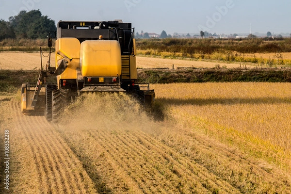 Obraz Rice harvest distance view