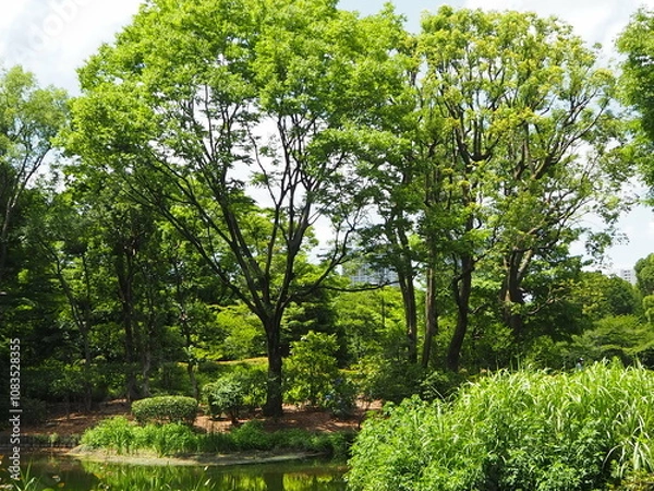 Fototapeta 北の丸公園の樹木