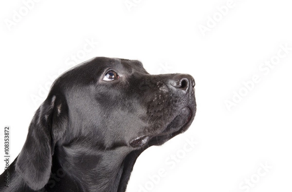 Obraz Portrait of a black Labrador Retriever looking up (isolated on white, with copy space on the right for your text)