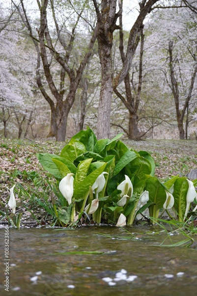 Fototapeta 水芭蕉