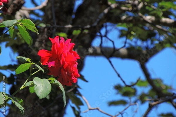 Obraz La bellezza della natura