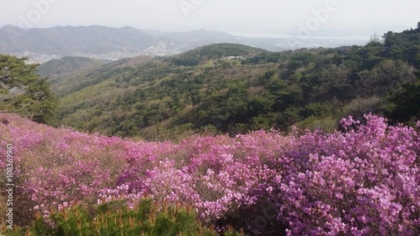 Fototapeta Goryeo mountain in spring