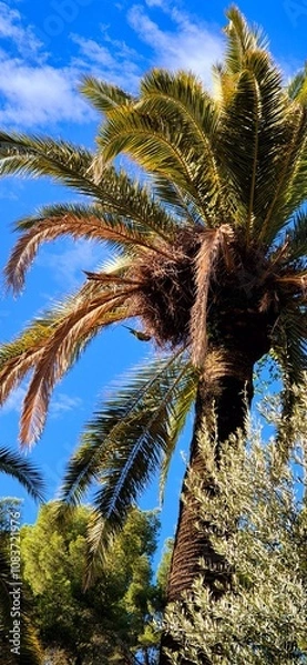 Obraz Big palms tree top and blue sky in the park. Green parrot sitting on palm fruit. Barcelona, October 2, 2024.