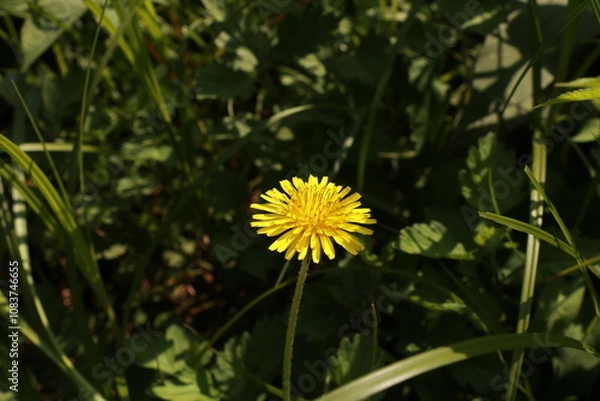 Fototapeta 서양민들레