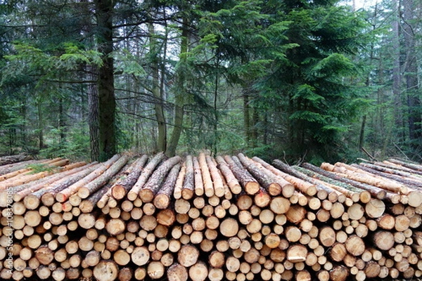 Obraz stack of pine logs in the forest 