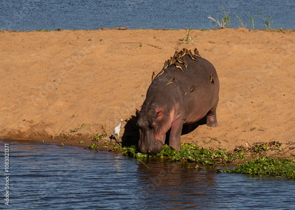Obraz One hippopotamus with a number of oxpeckers on its back entering a river