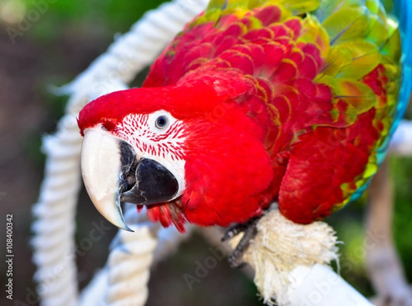 Obraz Green Wing Macaw Parrot playing