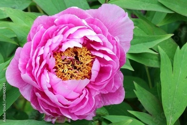 Obraz Peony