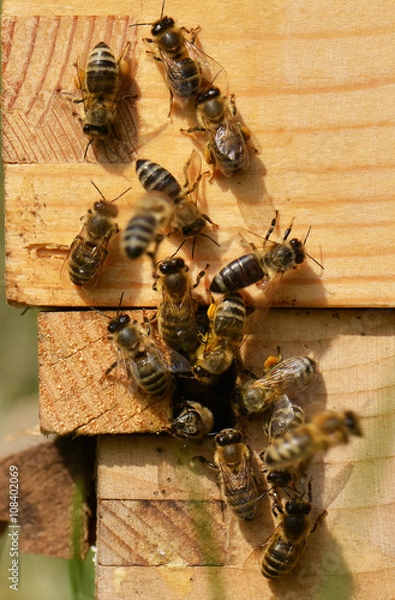 Obraz Abeilles qui sortent 