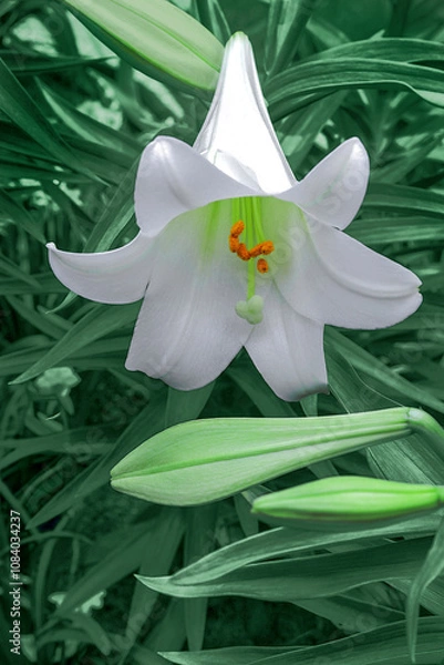 Obraz Spring lilies flowers in green grass