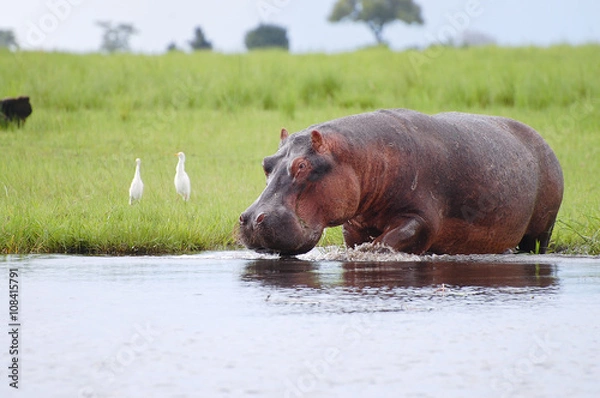 Obraz Hipopotam - Park Narodowy Chobe - Botswana