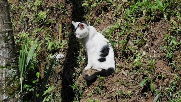 Obraz cat on the grass