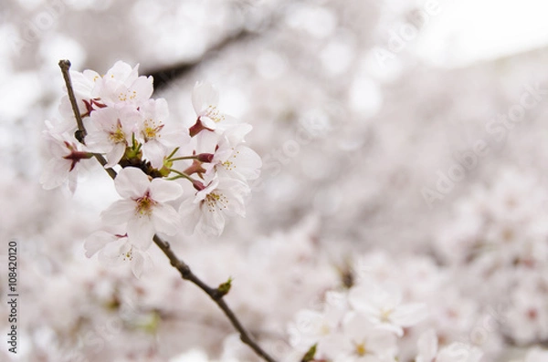 Fototapeta 広島の桜
